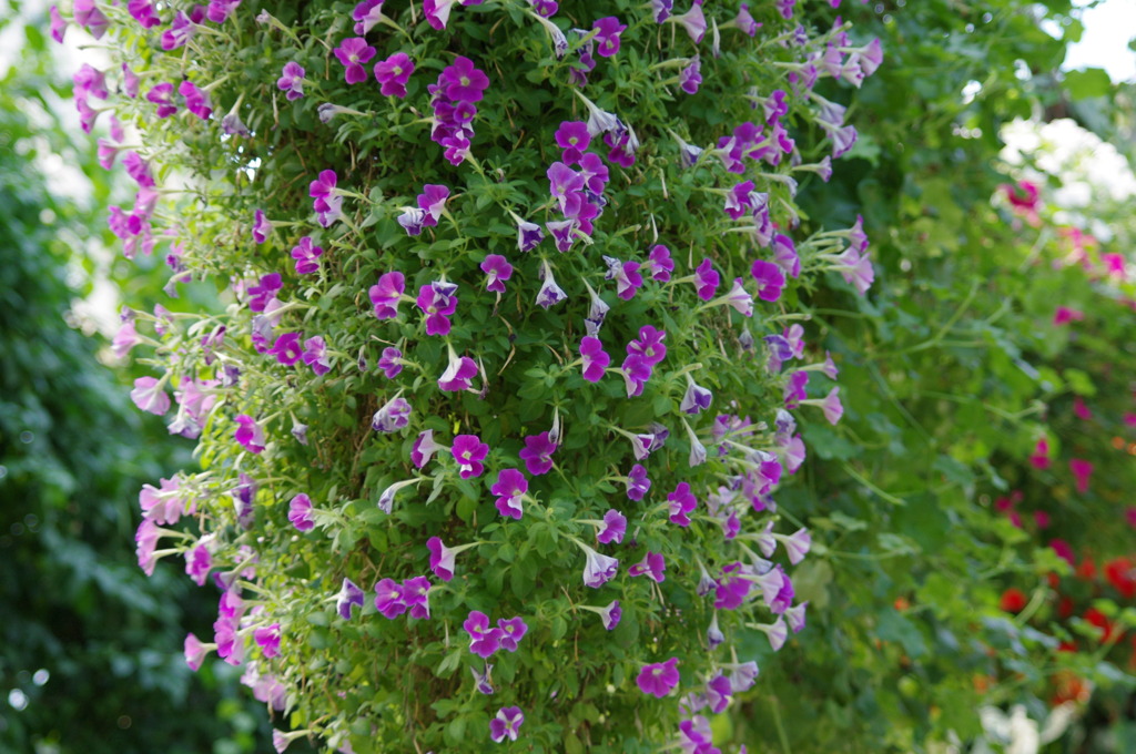 神戸花鳥園３７