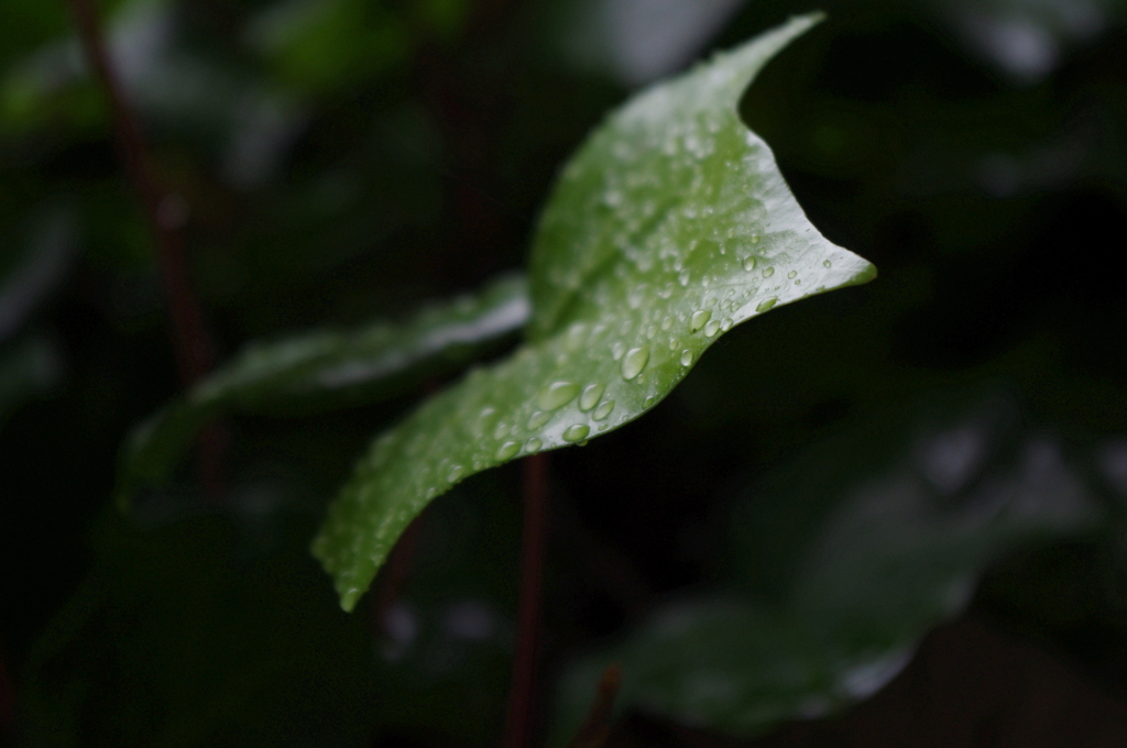 雨の日に