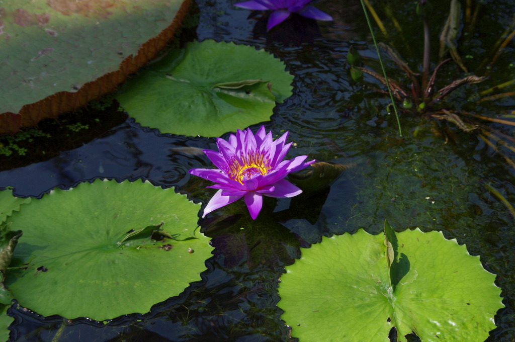 神戸花鳥園２８