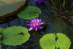 神戸花鳥園２８