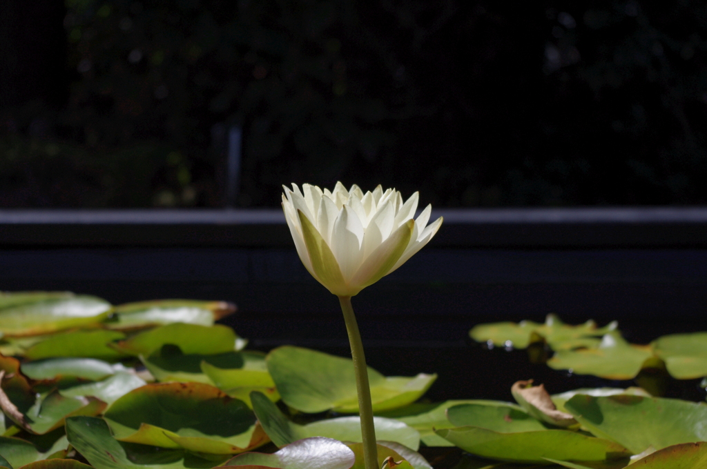 水生植物園で２４