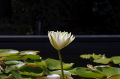 水生植物園で２４