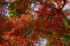 大山崎山荘美術館の紅葉