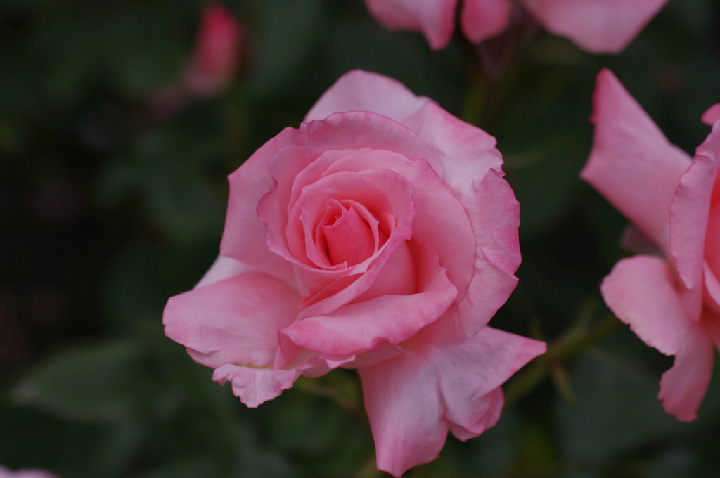 Pink Rose