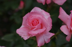 Pink Rose