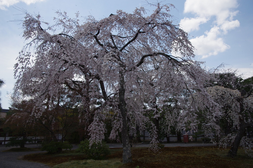 枝垂れ桜