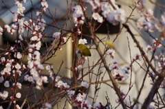 庭木にメジロが 6　