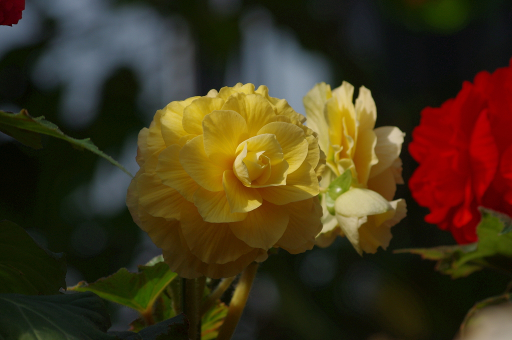 神戸花鳥園４１