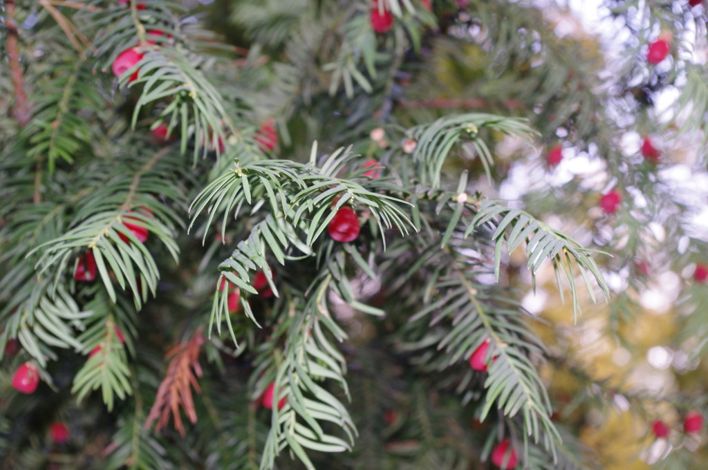 ツェツィリエンホーフ宮殿近くで