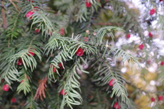 ツェツィリエンホーフ宮殿近くで