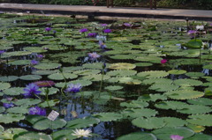 神戸花鳥園３２