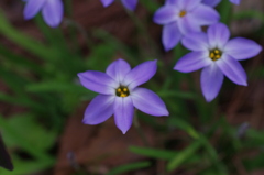 京都府立植物園で 4