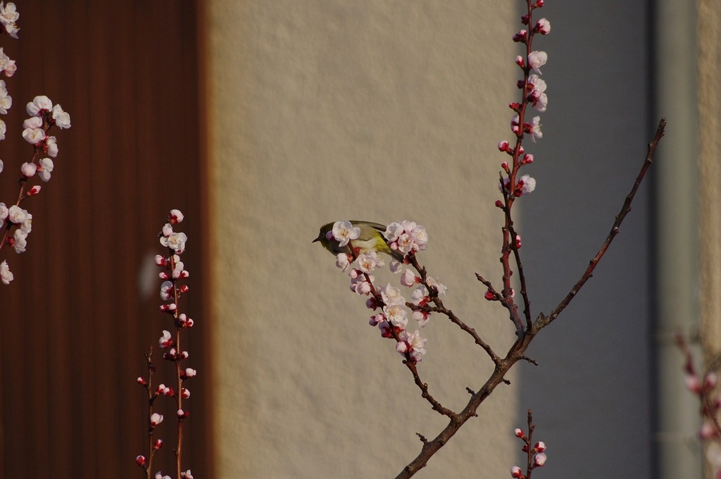 庭木にメジロが 3