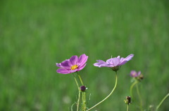 秋桜