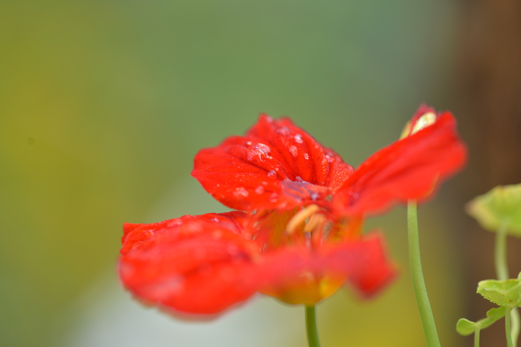 緋色の花