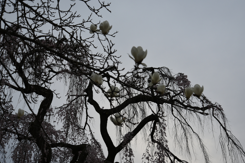 白木蓮と枝垂れ桜