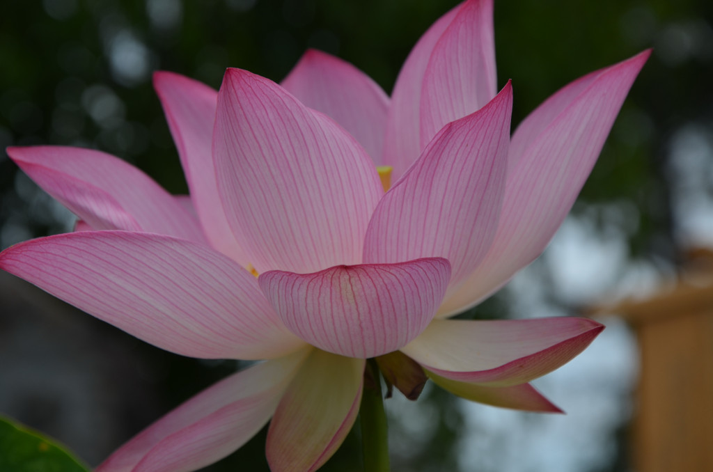 夏に咲く花