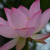 夏に咲く花