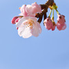 咲いた、咲いた