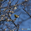 青い空に白い梅、そしてメジロ