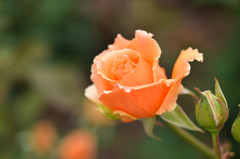 Rose of Orange