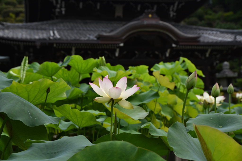 三室戸寺本堂前で