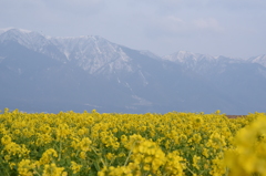 満開の菜の花と冠雪した山