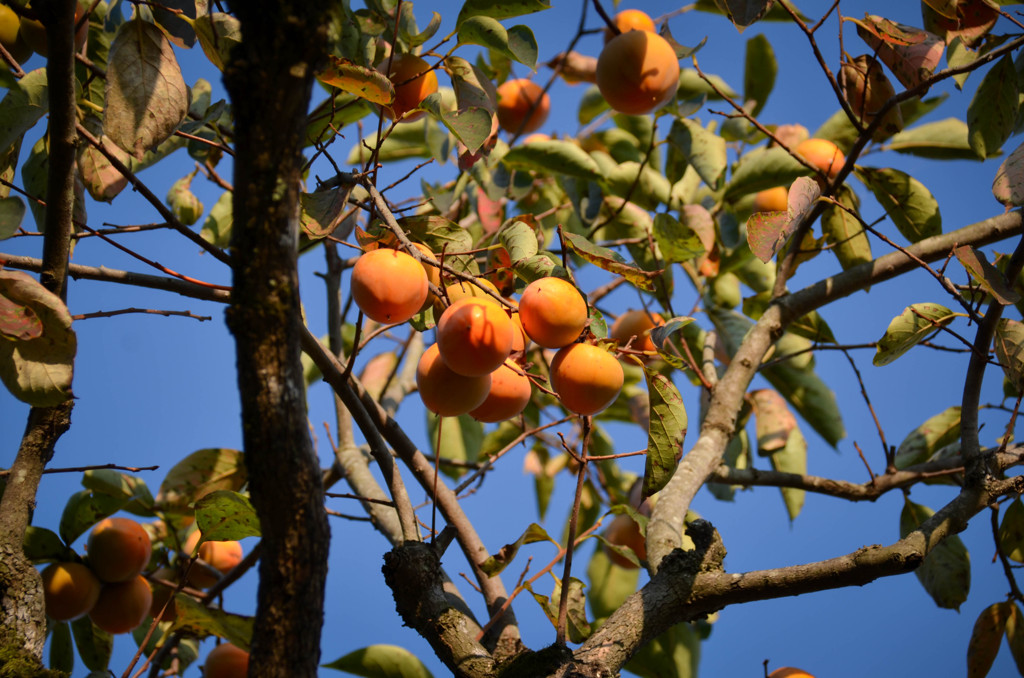 熟すにはまだ早い