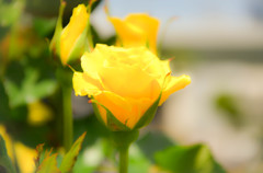 Yellow rose of the happiness