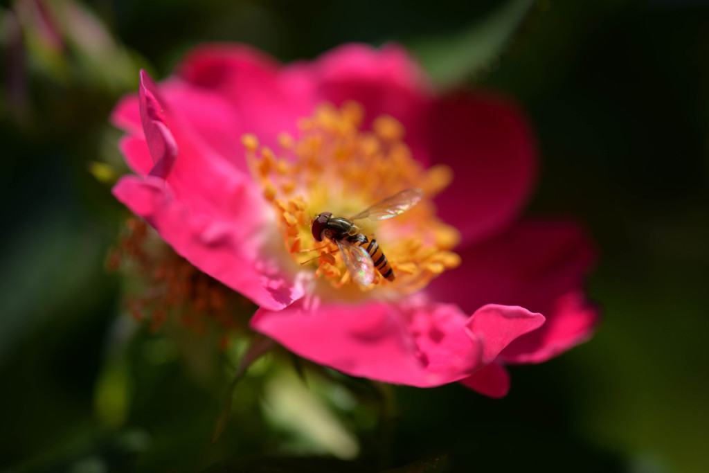 花のベッド