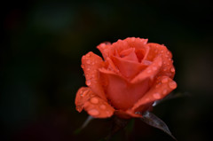 Rose of the rainy day Ⅱ