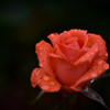 Rose of the rainy day Ⅱ