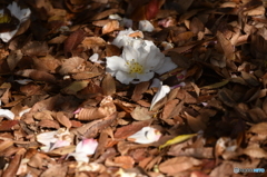 落華