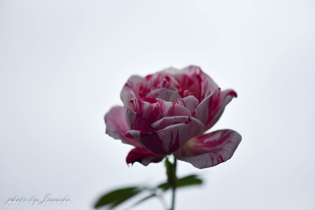 秋の薔薇が咲いたよ