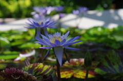 夏に咲く花