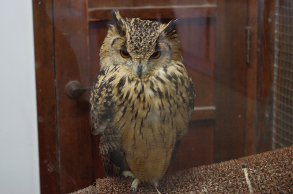 神戸花鳥園７２