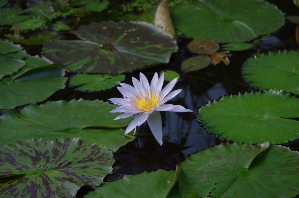神戸花鳥園３４