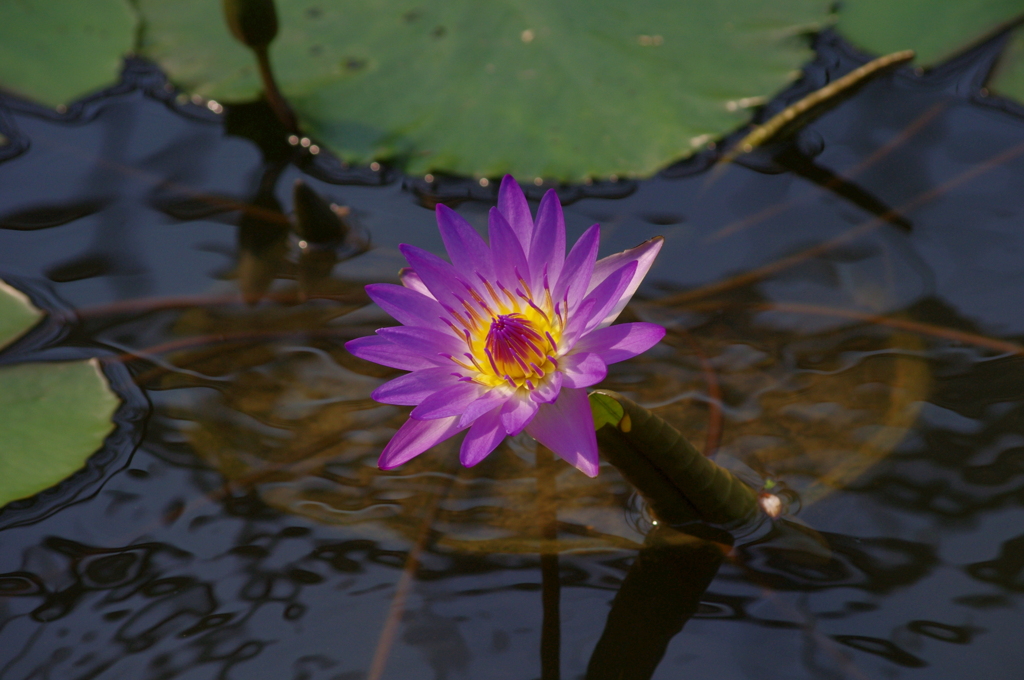 神戸花鳥園２４