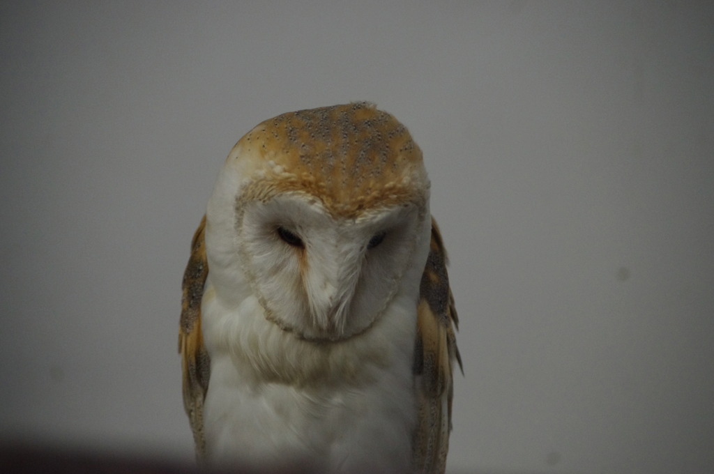 神戸花鳥園６５