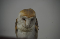 神戸花鳥園６５