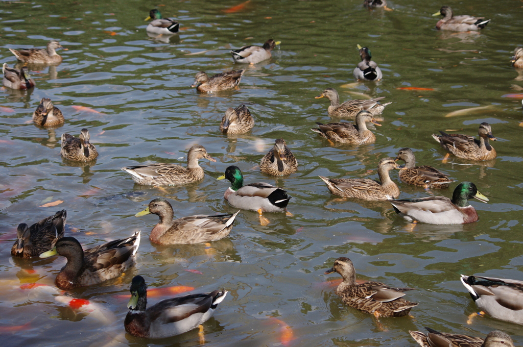 神戸花鳥園４６