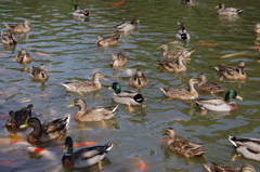 神戸花鳥園４６