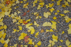 大山崎山荘美術館の紅葉