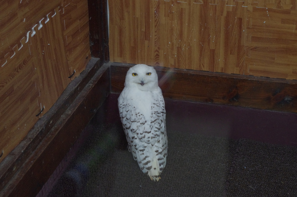 神戸花鳥園７１