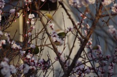 庭木にメジロが 5