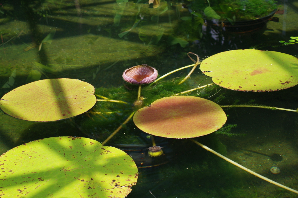大オニバスの池で