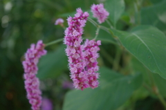 水生植物園で２０
