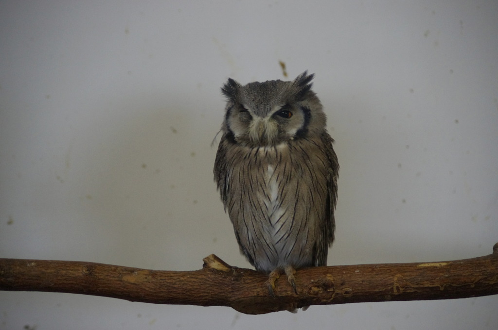 神戸花鳥園６４