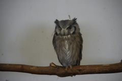 神戸花鳥園６４