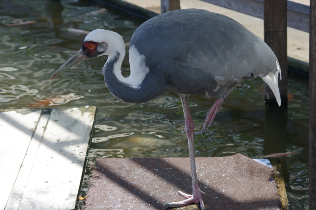 神戸花鳥園４７